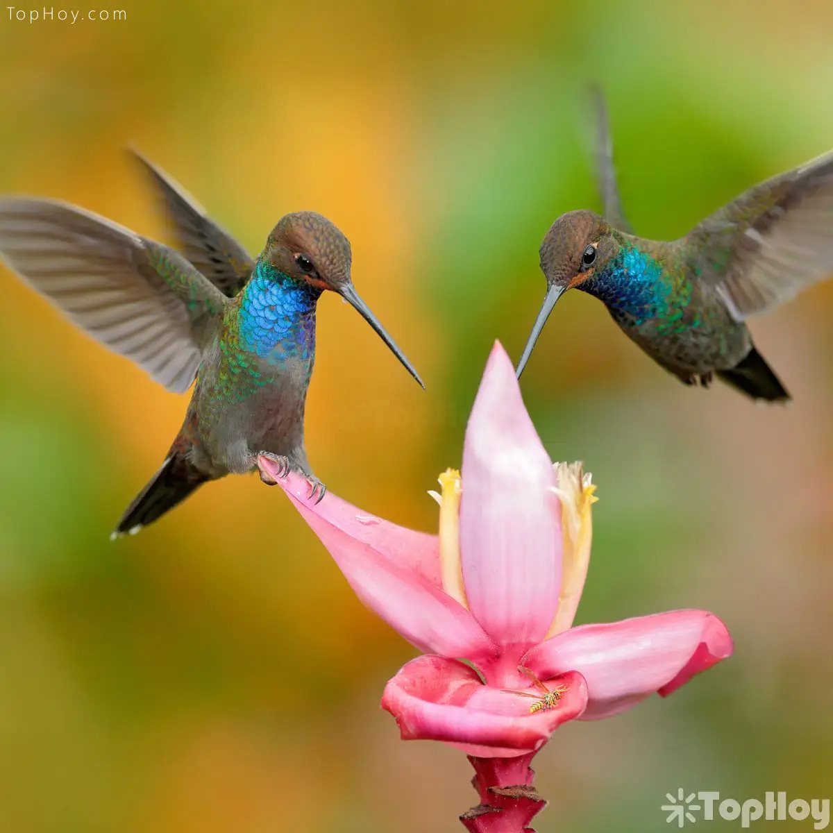 pareja de colibri (zunzun) - TopHoy