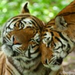 pareja de tigres dandase cariño