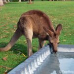 canguro tomando agua