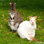 animales albinos