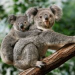 koala cria arbol