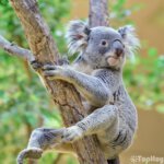 koala en arbol
