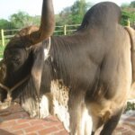 toro muñeco con siete patas