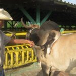 toro muñeco con siete patas