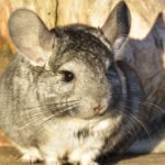 chinchilla