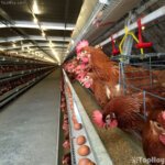 criadero de gallinas