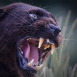 pantera negra