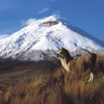 volcan cotopaxi y llamas