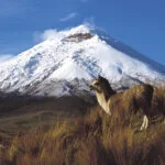 volcan cotopaxi y llamas