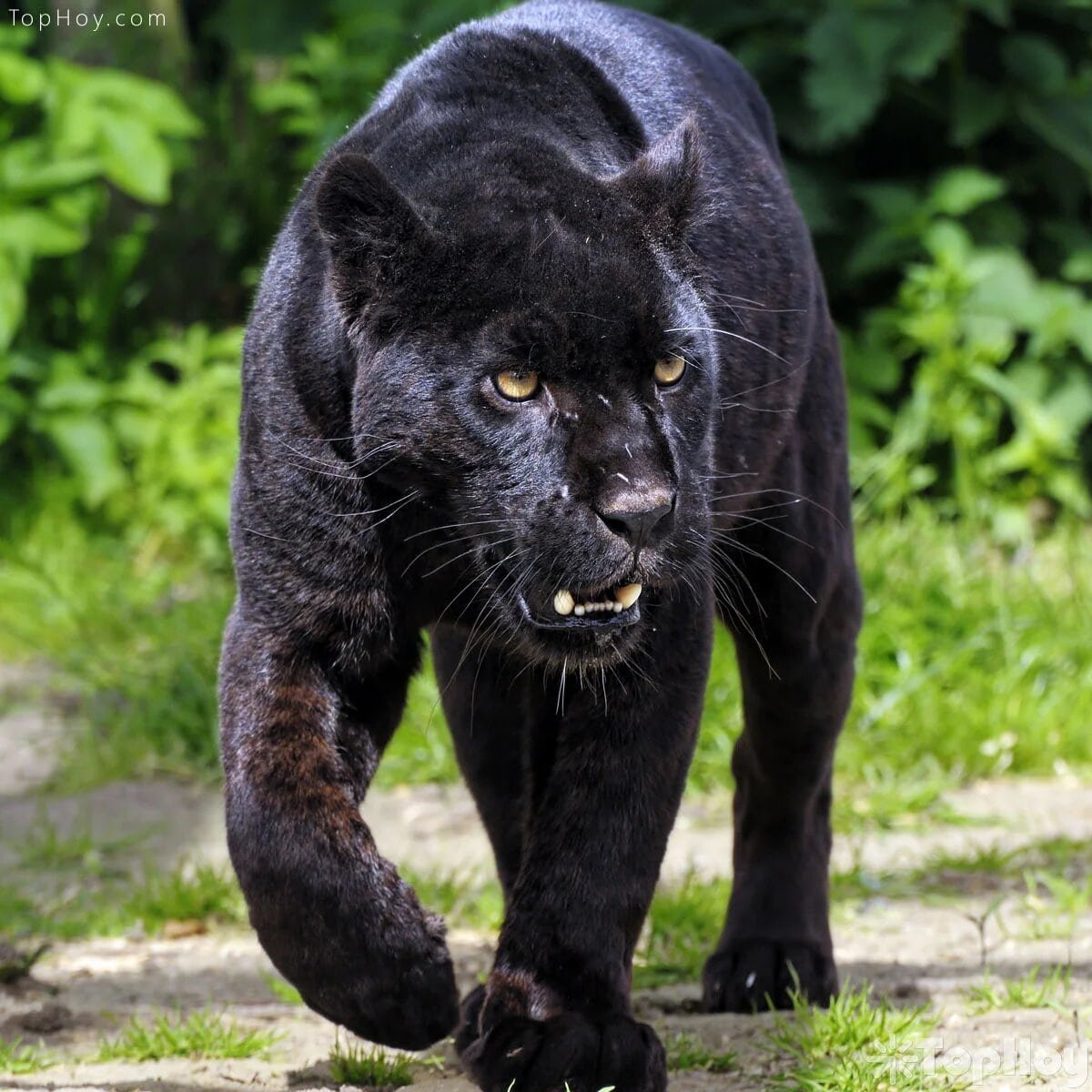 pantera negra en la selva TopHoy
