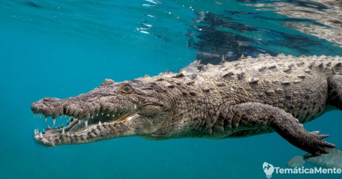 cocodilo-bajo-el-agua 13 curiosidades de los cocodrilos que quizás no sabías
