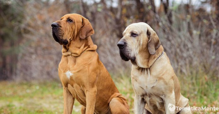 8 características del fila brasileiro que debes tener en cuenta 8 características del fila brasileiro que debes tener en cuenta