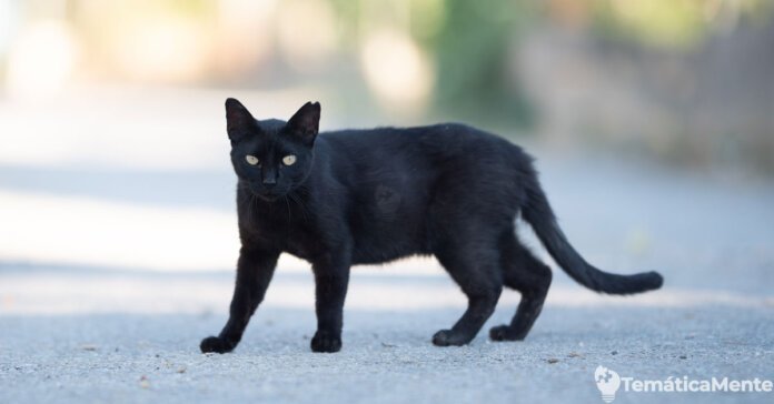 Las 14 supersticiones más conocidas sobre la mala y buena suerte Las 14 supersticiones más conocidas sobre la mala y buena suerte