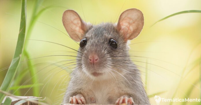 11 curiosidades de los roedores que quizás no sabías 11 curiosidades de los roedores que quizás no sabías