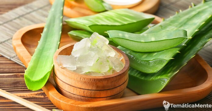 11 beneficios de la sábila para el cuerpo humano 11 beneficios de la sábila para el cuerpo humano