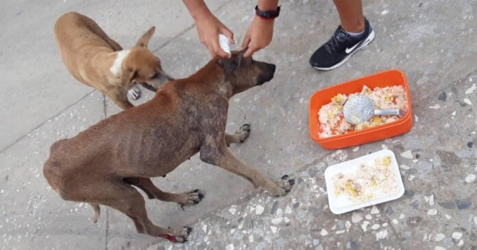 perritos