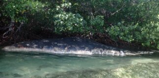 Hallan cachalote muerto en Pinar del Río