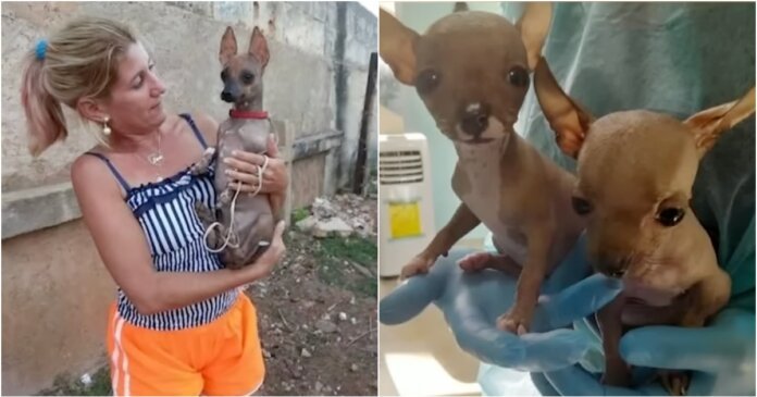 perritos