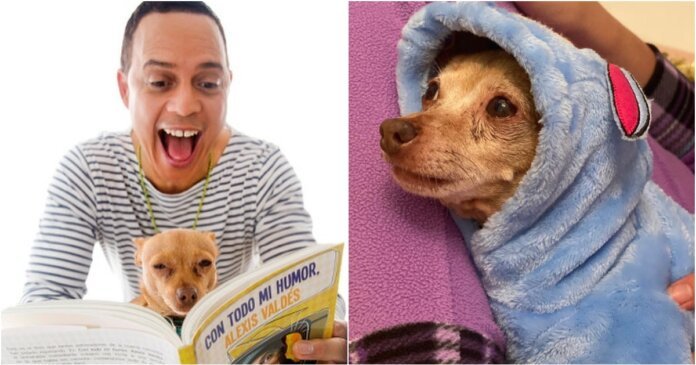 perrito Chiwi