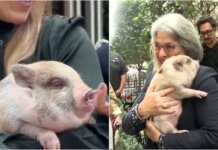 Indultan a un cerdito antes de la Navidad en Miami-Dade