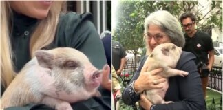 Indultan a un cerdito antes de la Navidad en Miami-Dade