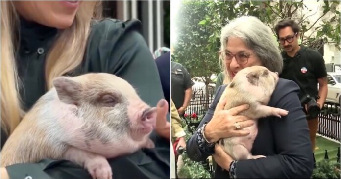 Indultan a un cerdito antes de la Navidad en Miami-Dade 3