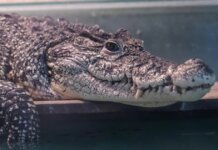 Cocodrilo cubano que lleva casi 30 años en Rusia podría ser “repatriado” a la Isla